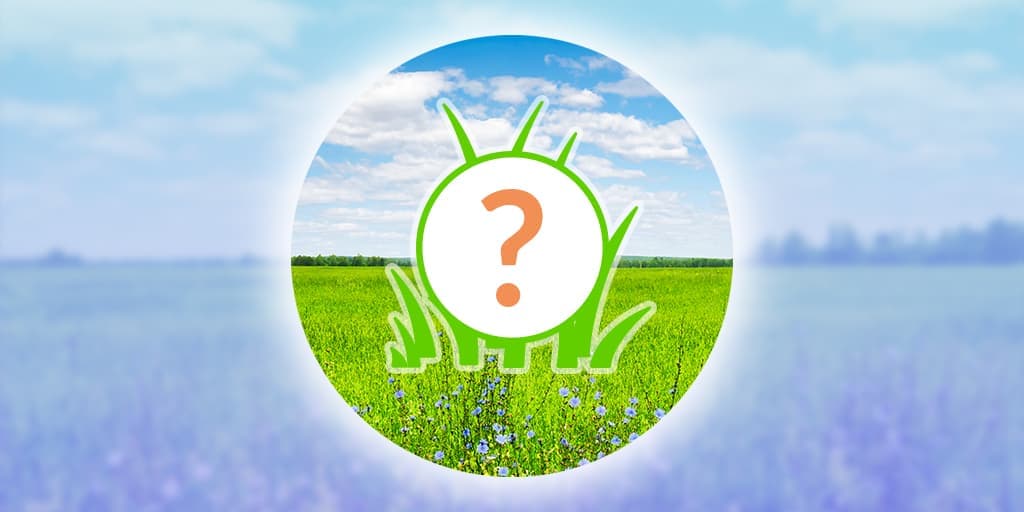 Wingull Spotlight Hour